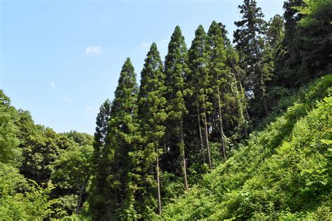 杉樹種類|杉（スギ）～日本一の木